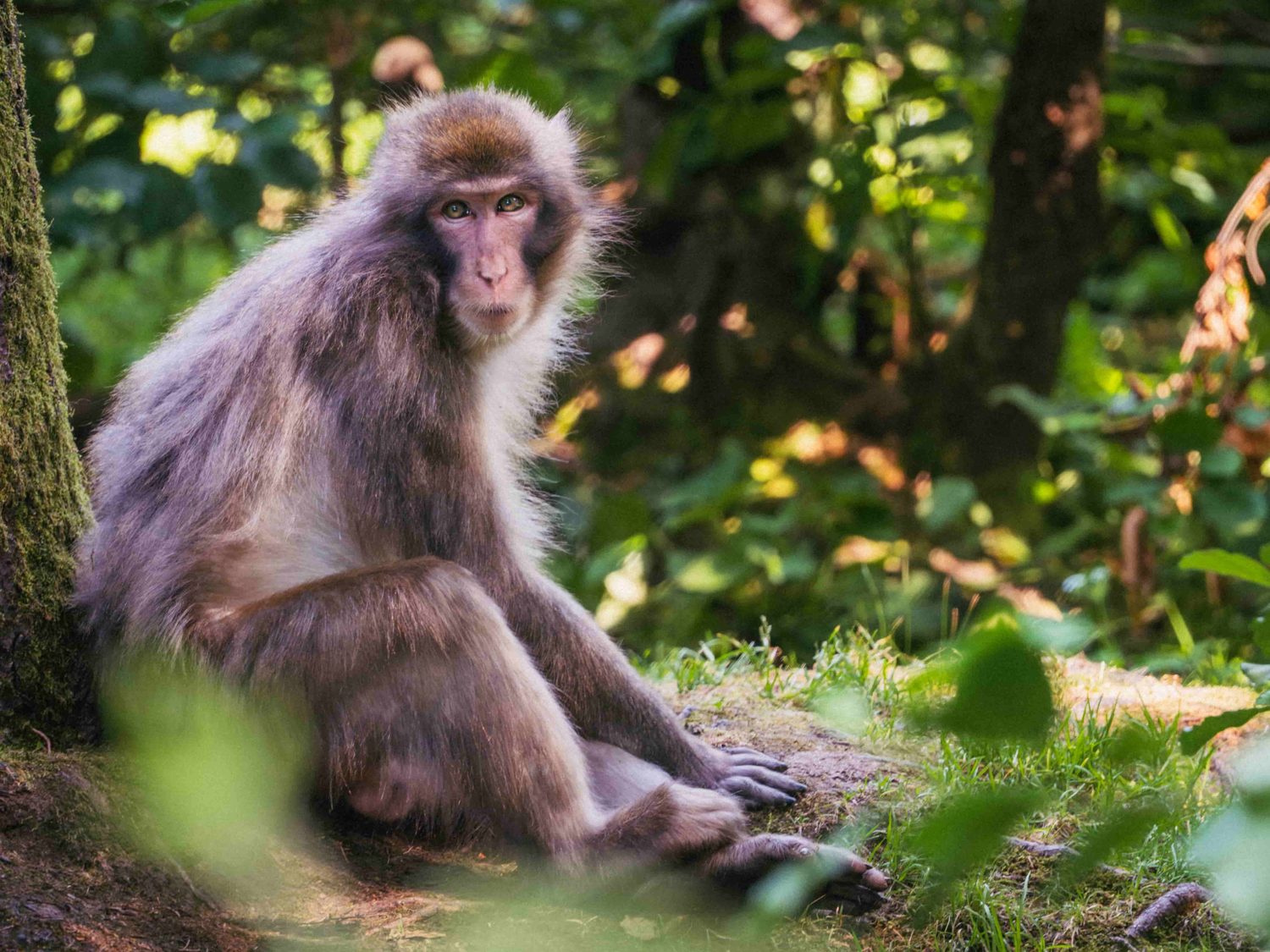 Affe im Wald