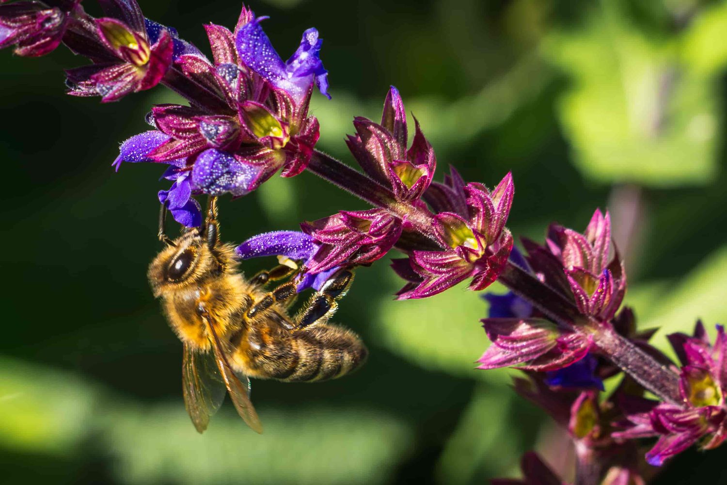 Biene auf einer Blüte
