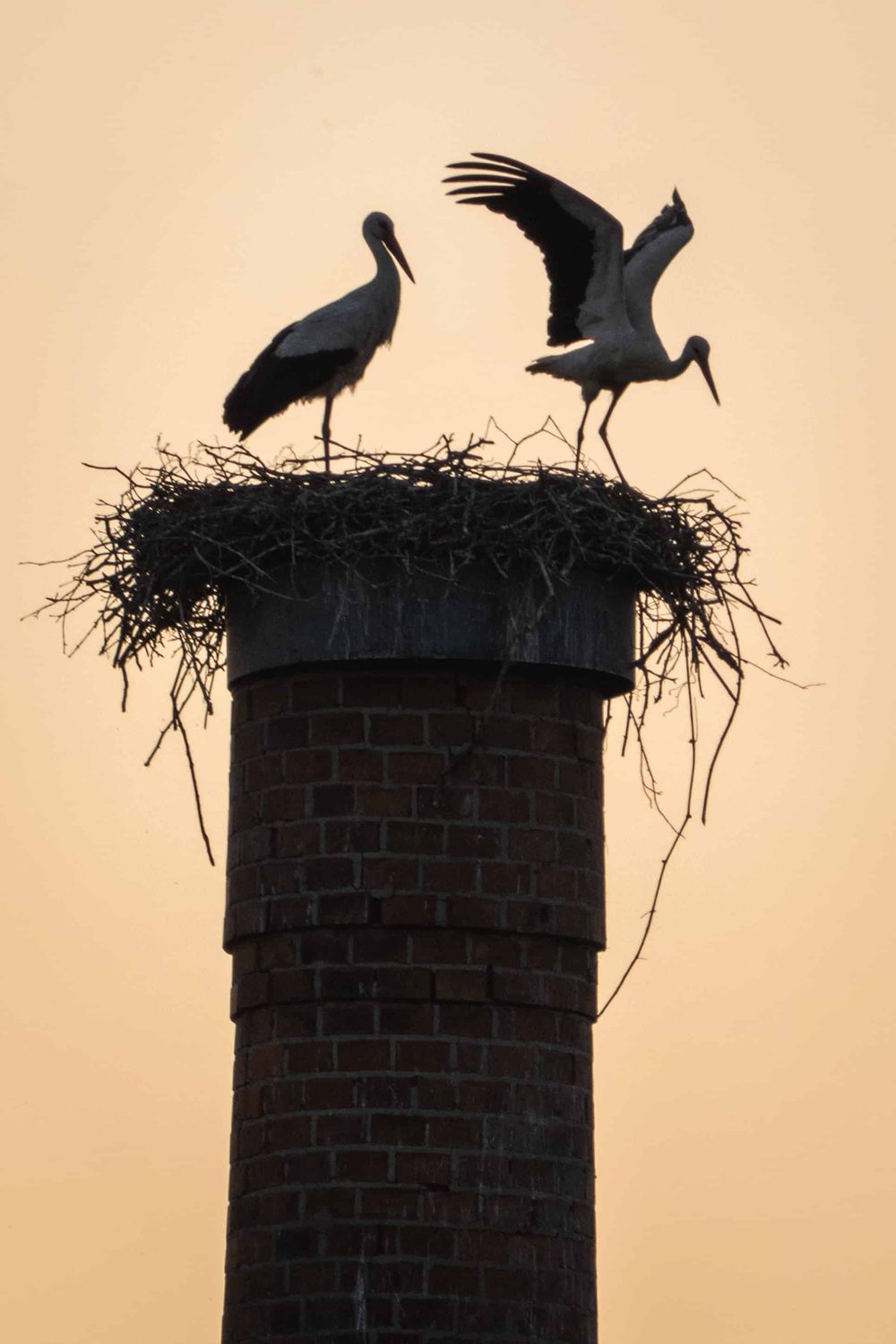 Storchennest im Abendlicht